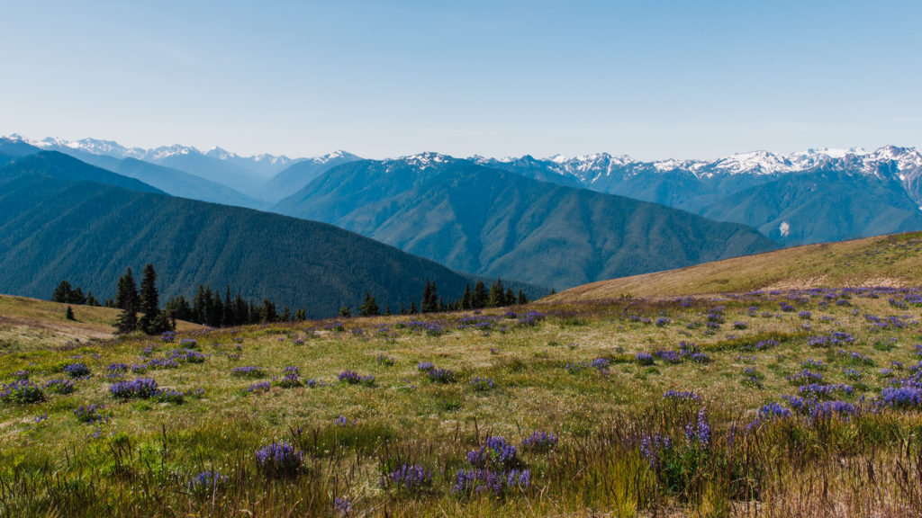 An elopement location with wildflowers at Hurricane Ridge in Olympic National Park