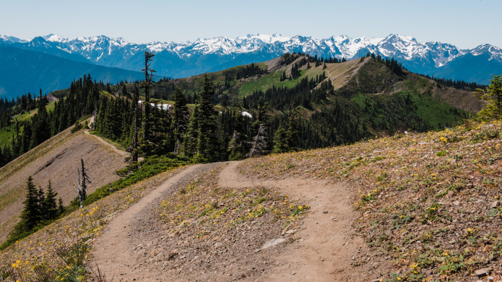 A trail at Hurricane Ridge in Olympic National Park