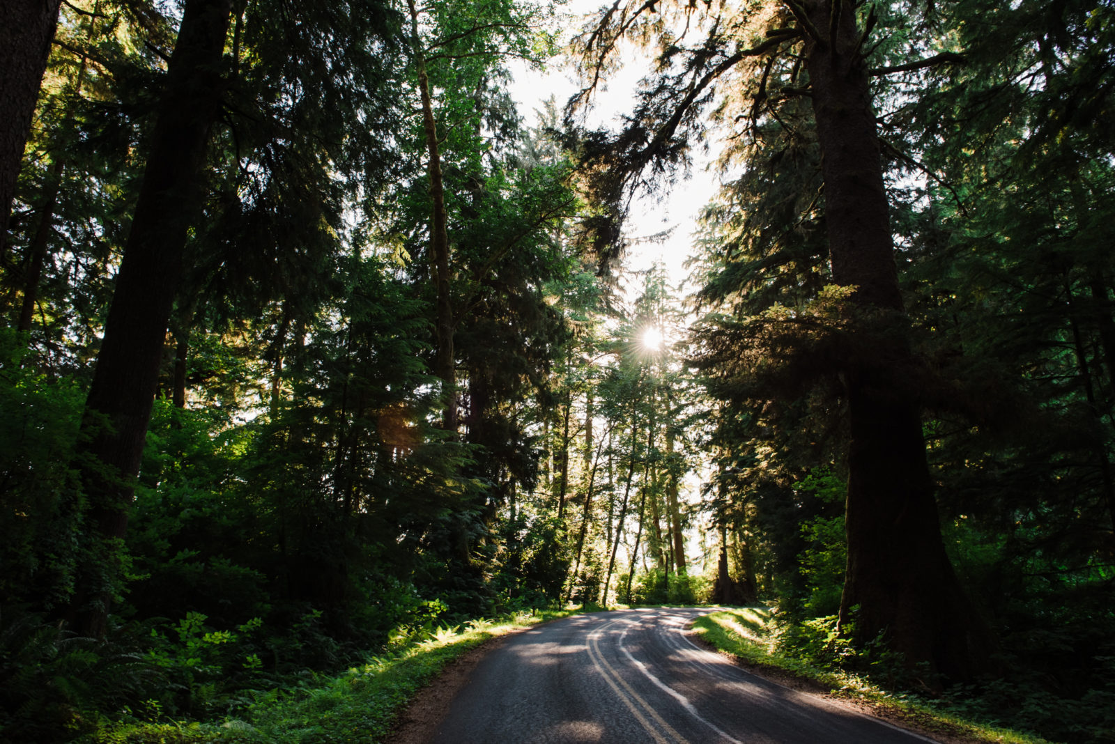 The road from the olympic national park campground that leads to Rialto beach, an olympic national park elopement location