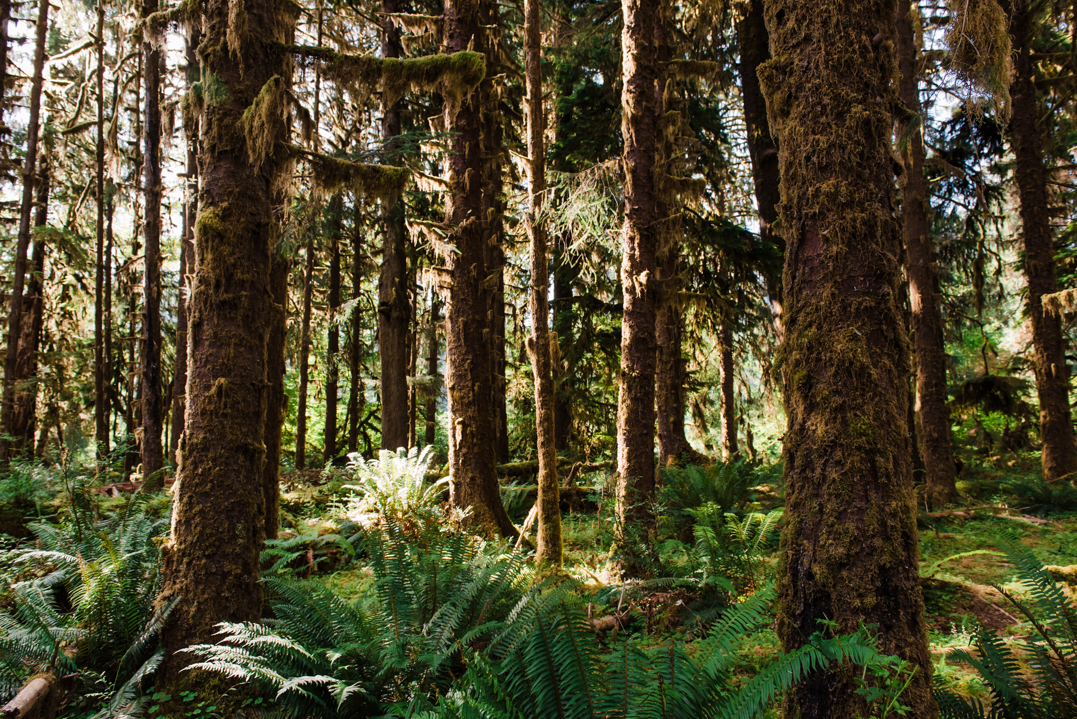 A forest elopement location within Olympic National Park at Hoh Rainforest