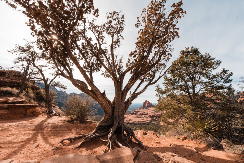 A tree sits on the edge of a rocky, red cliff overlooking distance views of Sedona rock formations.
