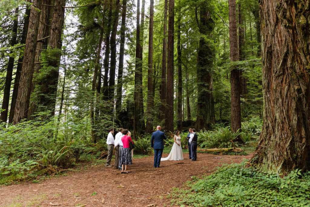 A wedding ceremony takes place in a redwood grove.