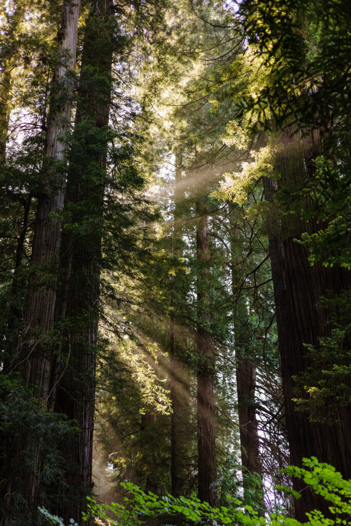 Tall redwood trees with rays of sunshine 